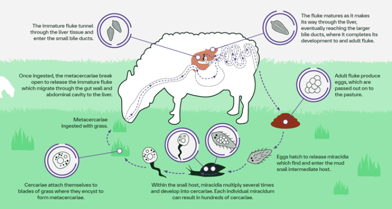 Sheep liver fluke lifecycle illustration