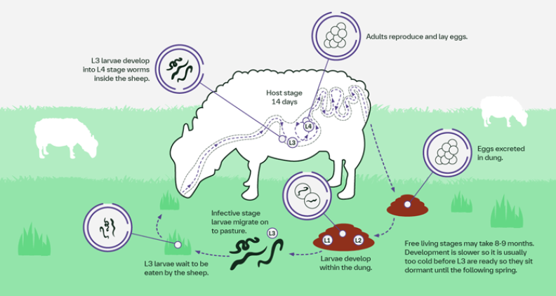 Sheep round worm illustration