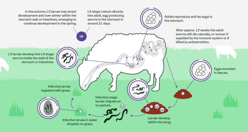 Sheep roundworm lifecycle illustration