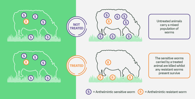Refugia illustration