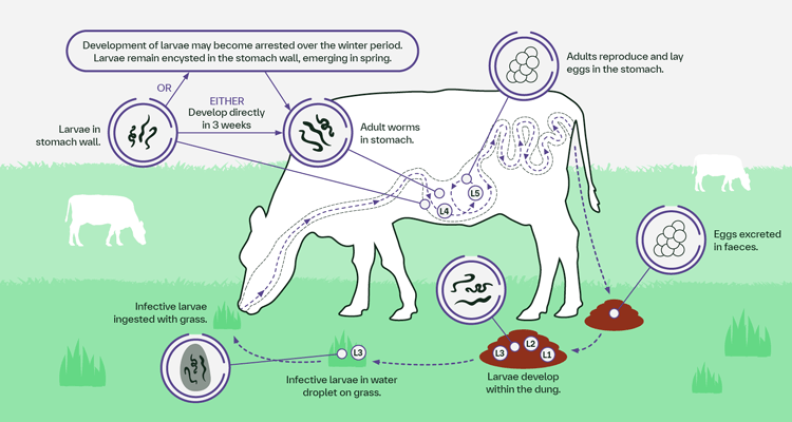 Roundworm illustration