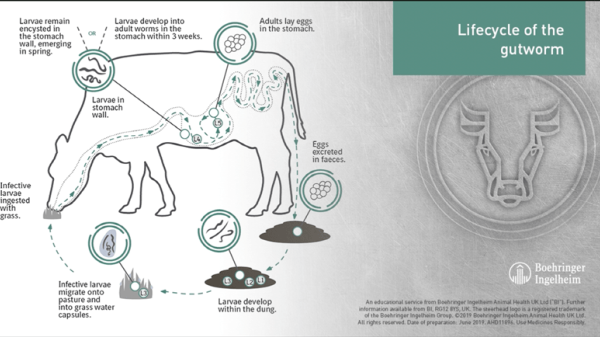 Lifecycle of Cattle Gutworm Species