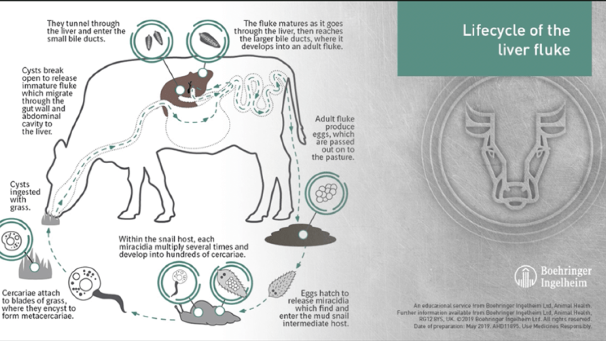 Lifecycle of the Cattle Liver Fluke