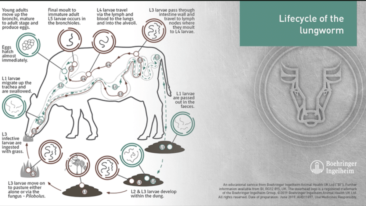 Lifecycle of the Cattle Lungworm