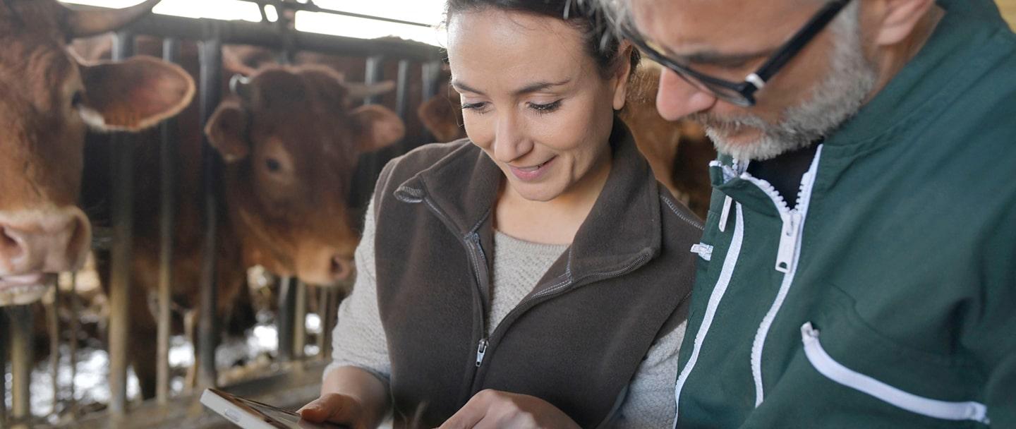 Farmers talking with cows in the background