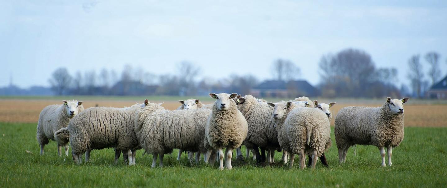 Liver fluke sheep