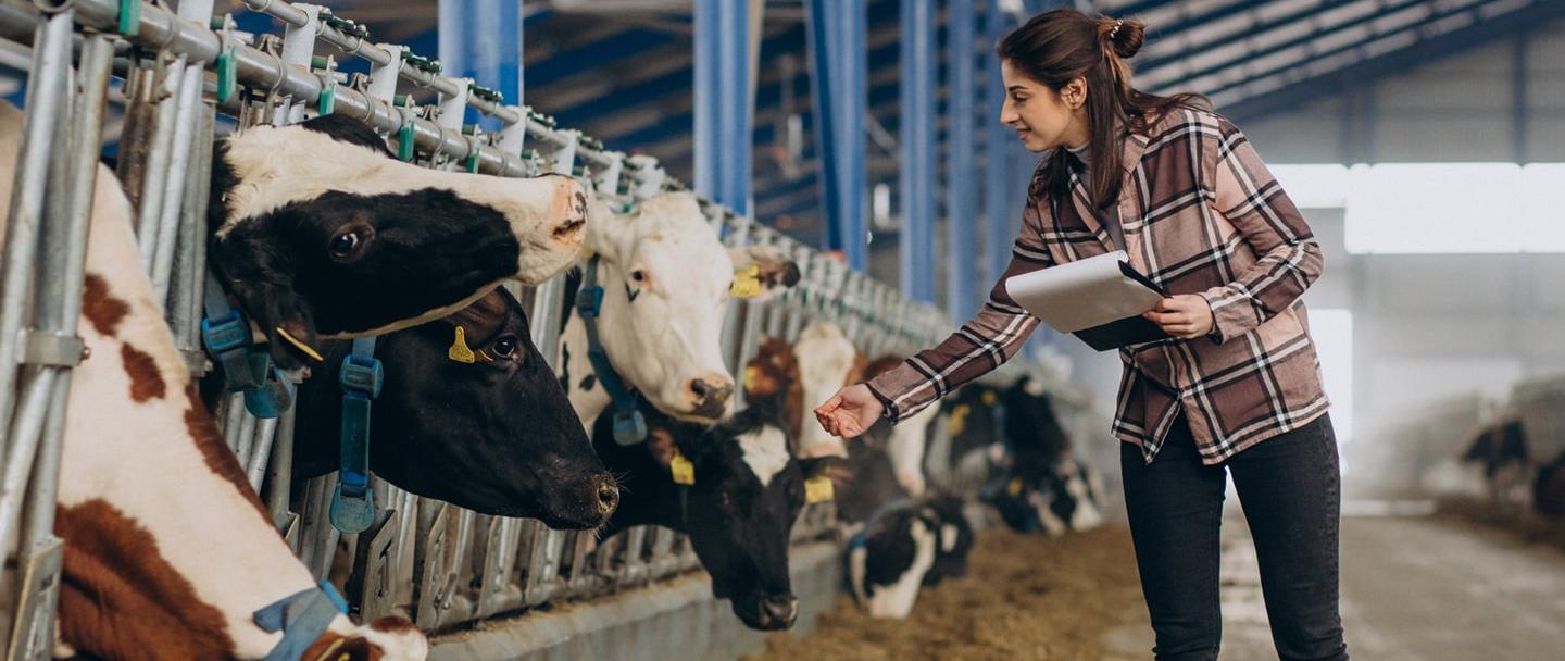 Farmer with cows