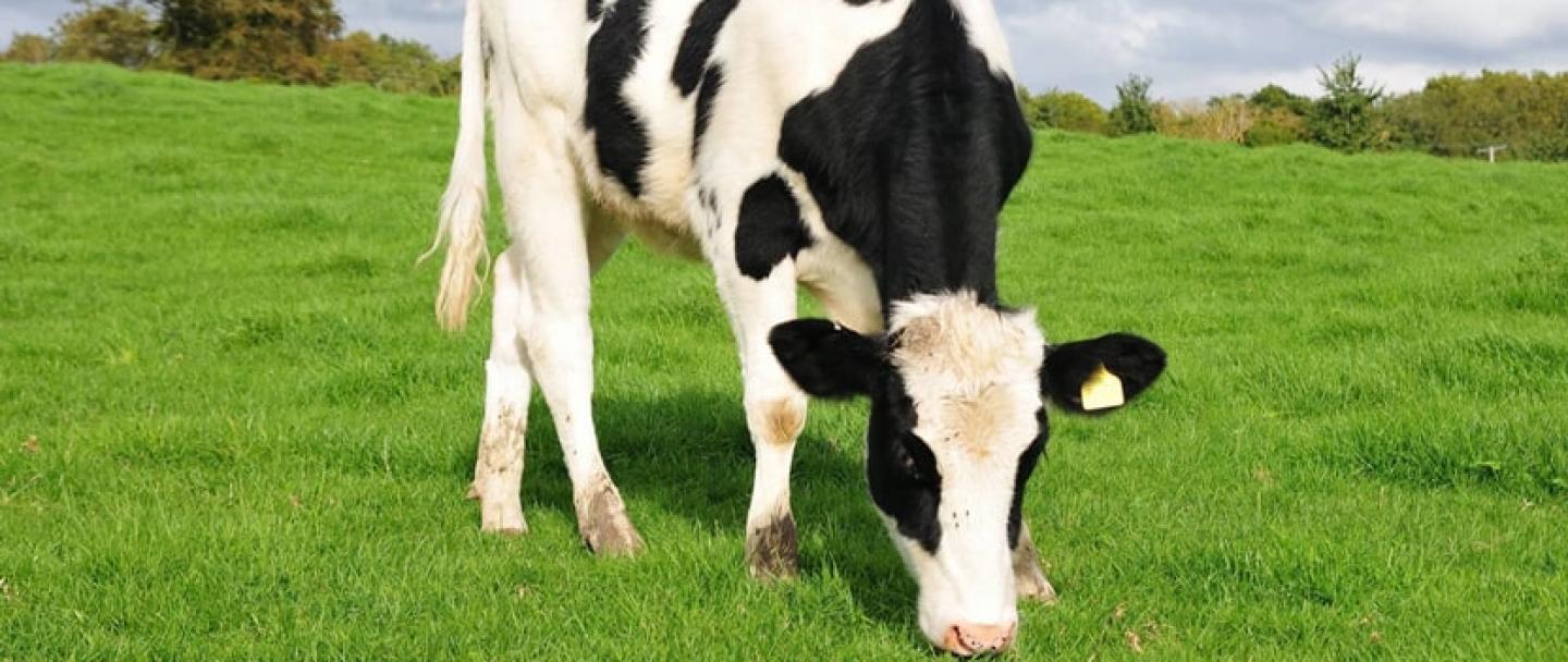 Dairy heifer in a field