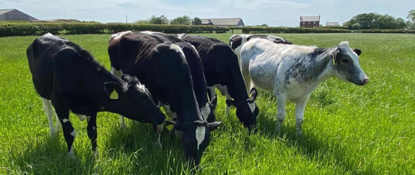 Dairy heifers in a field