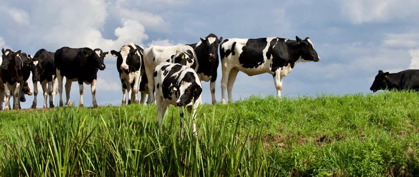Cows in a field next to water