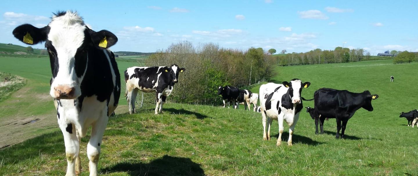 Heifers in a field