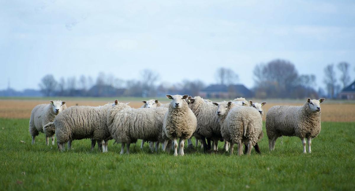 Liver fluke sheep