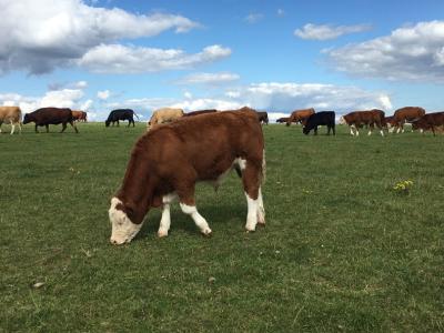 Seasonal worming advice